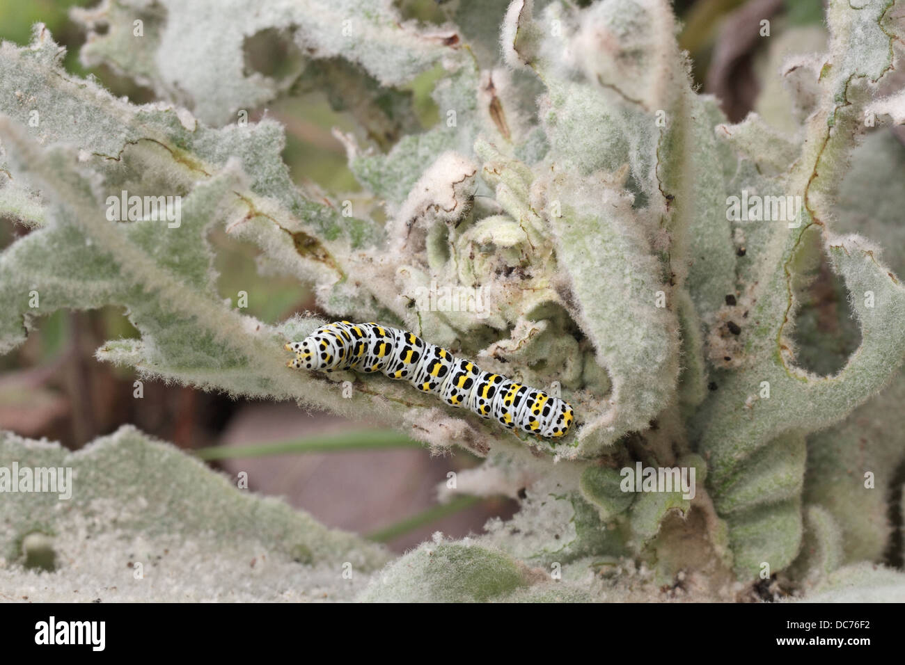 Mullein Moth, Shargacucullia verbasci, caterpillar Stock Photo Alamy