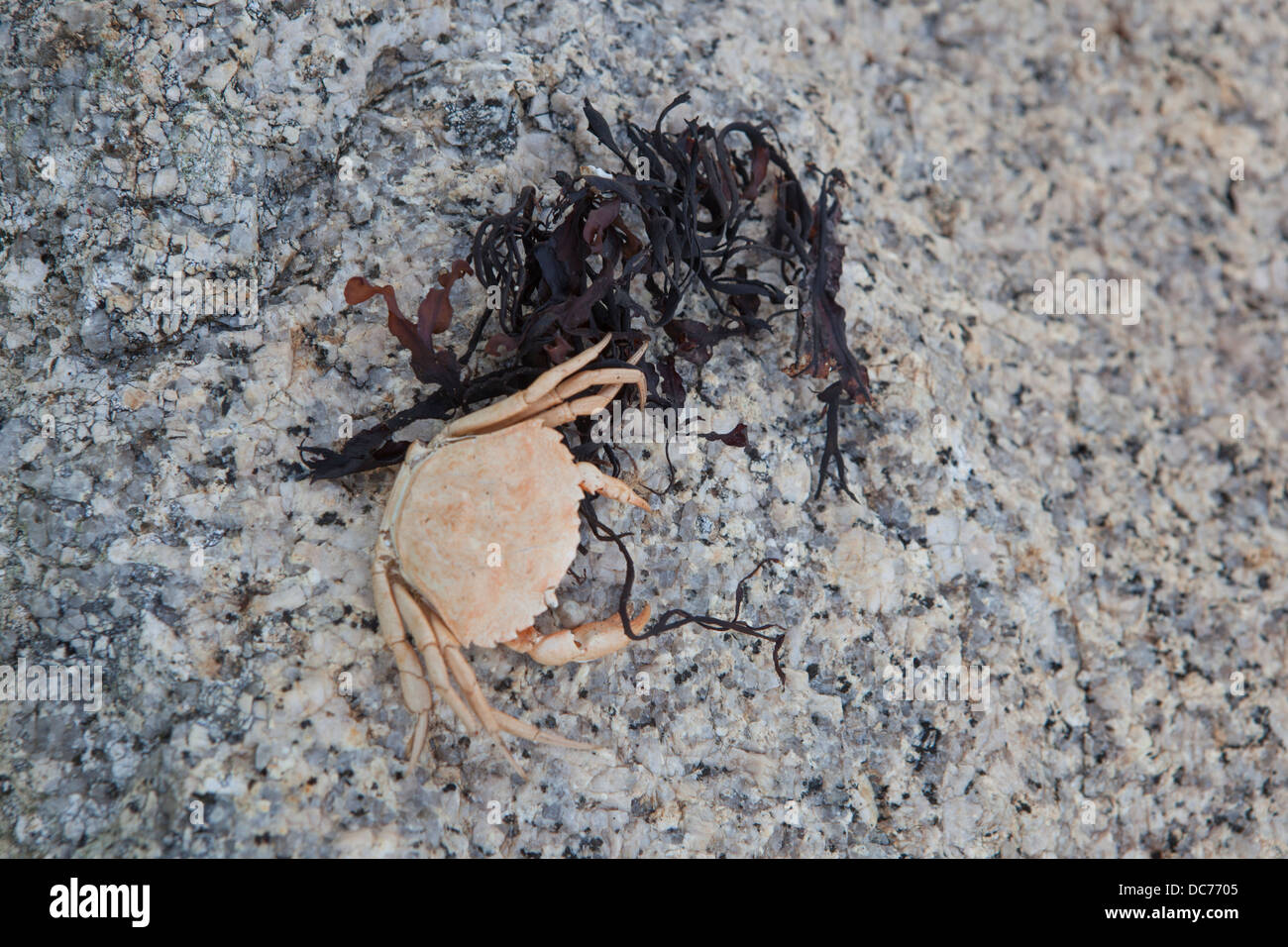 crab and seaweed on granite rock at beach in Maine Stock Photo