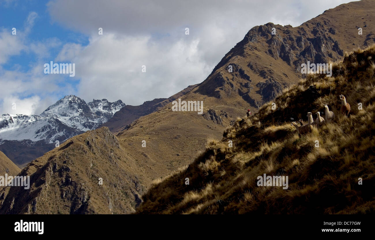 Llamas in the Sacred Valley, Andes, Peru Stock Photo Alamy