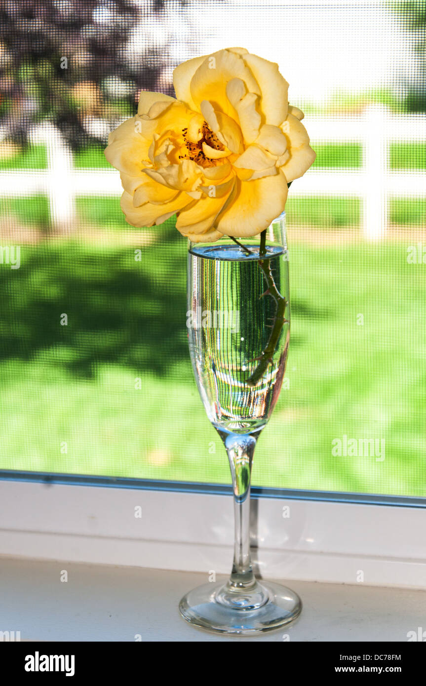 Pretty yellow rose in a wine glass against the kitchen window Stock