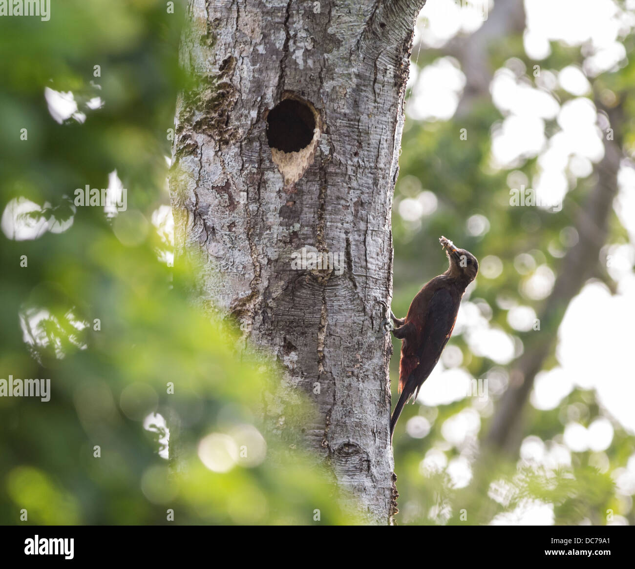 Noguichi gera woodpecker okinawa okinawa hi-res stock photography and