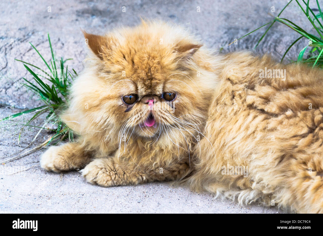 Persian cats are beautiful and expensive. Popular pet in the home Stock