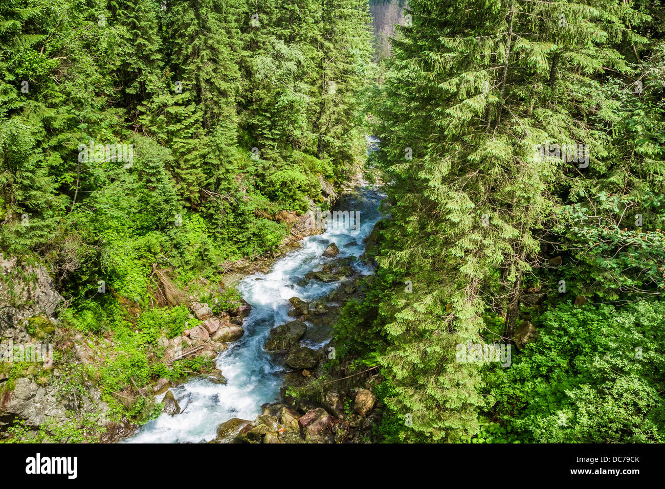 Rapid river flowing through forest hi-res stock photography and images ...