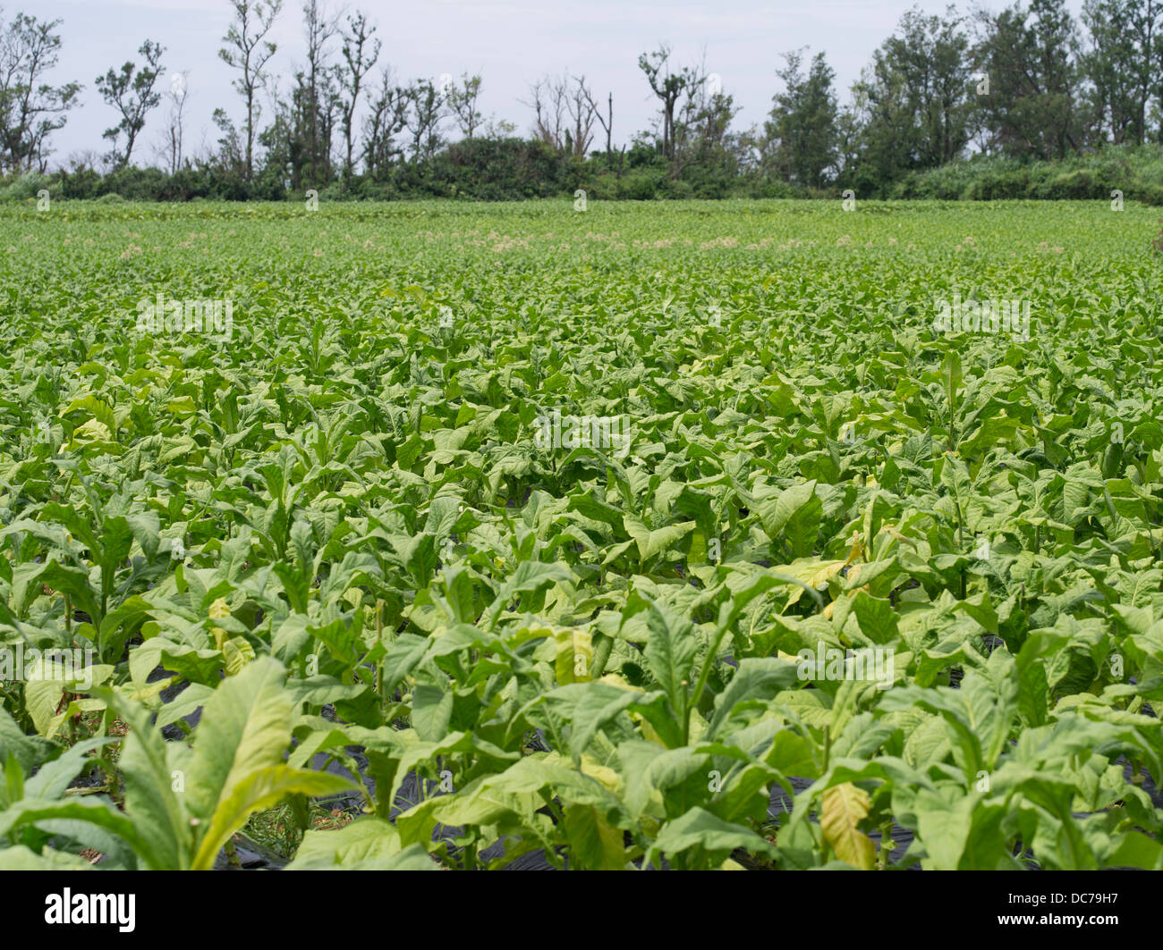 Tobacco Fields, Ie Island, Okinawa Stock Photo