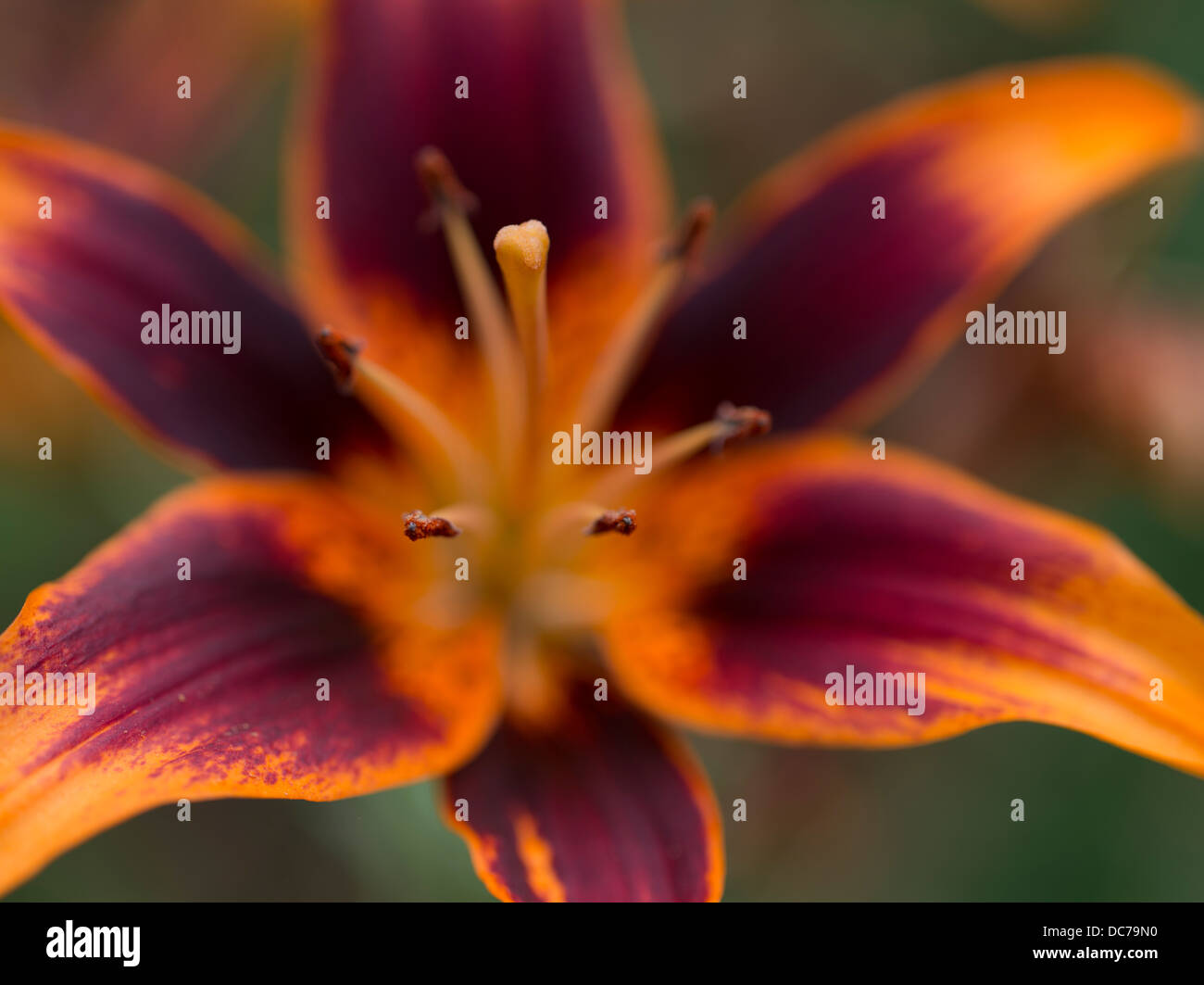 Ie lily festival hi-res stock photography and images - Alamy