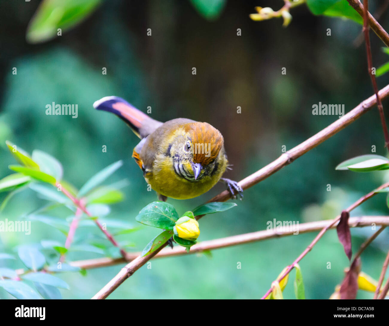 Yellow bird in the jungle of northern Thailand Stock Photo