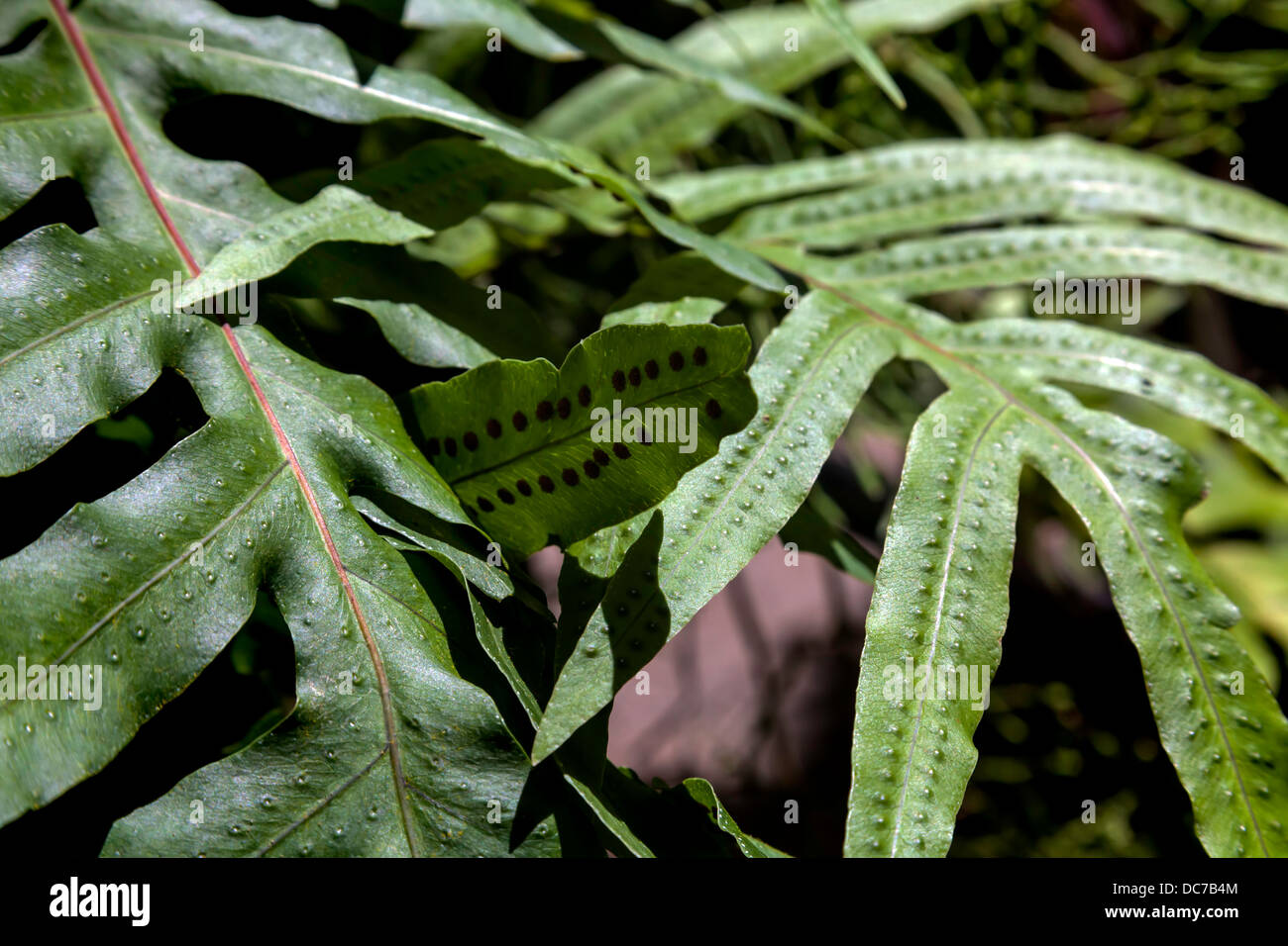 Cabbage Palm Fern (Phlebodium aureum) with scaly brown rhizomes. Stock Photo