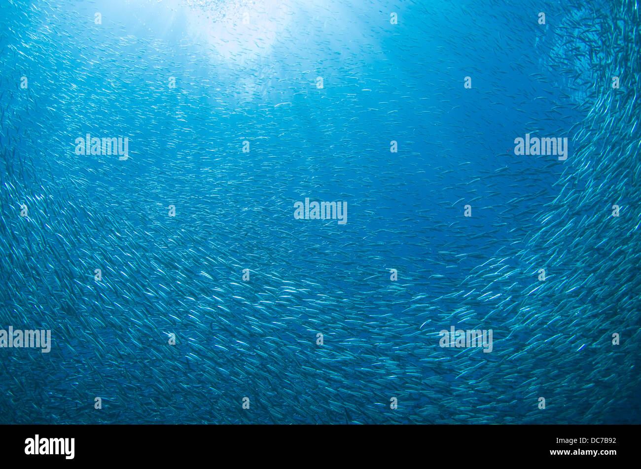 Spratelloides gracilis - Silver-stripe round herring shoal / bait ball at Cape Maeda, Okinawa. Stock Photo
