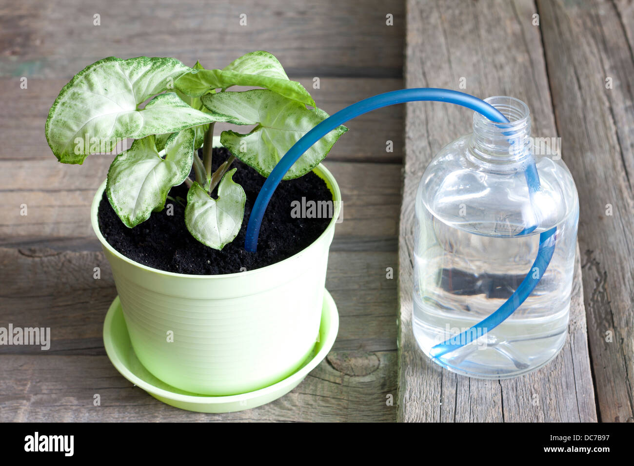 Invention of watering plants creative concept of protection Stock Photo