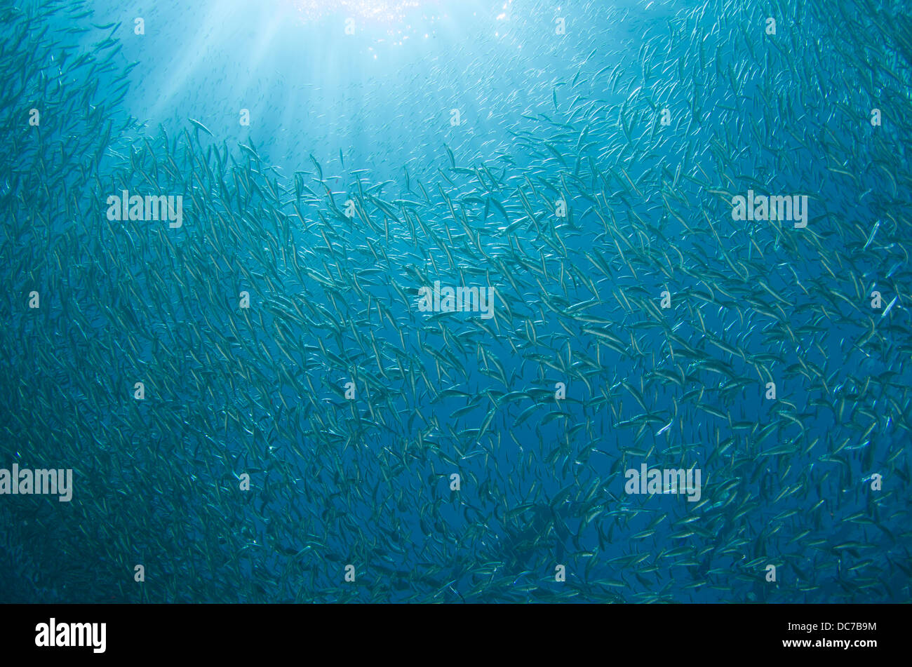 Spratelloides gracilis - Silver-stripe round herring shoal / bait ball at Cape Maeda, Okinawa. Stock Photo