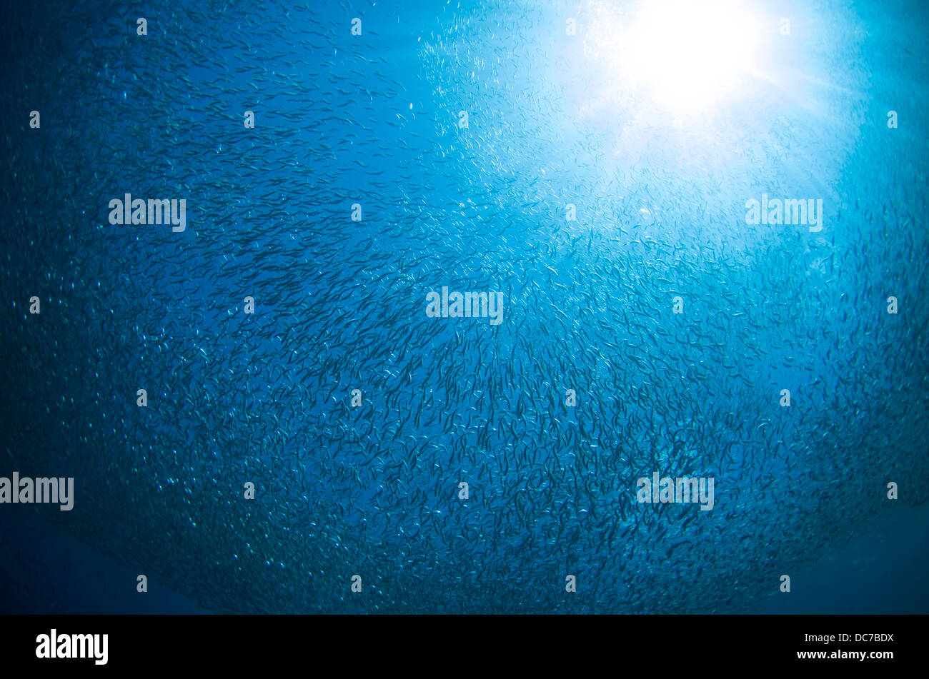 Spratelloides gracilis - Silver-stripe round herring shoal / bait ball at Cape Maeda, Okinawa. Stock Photo