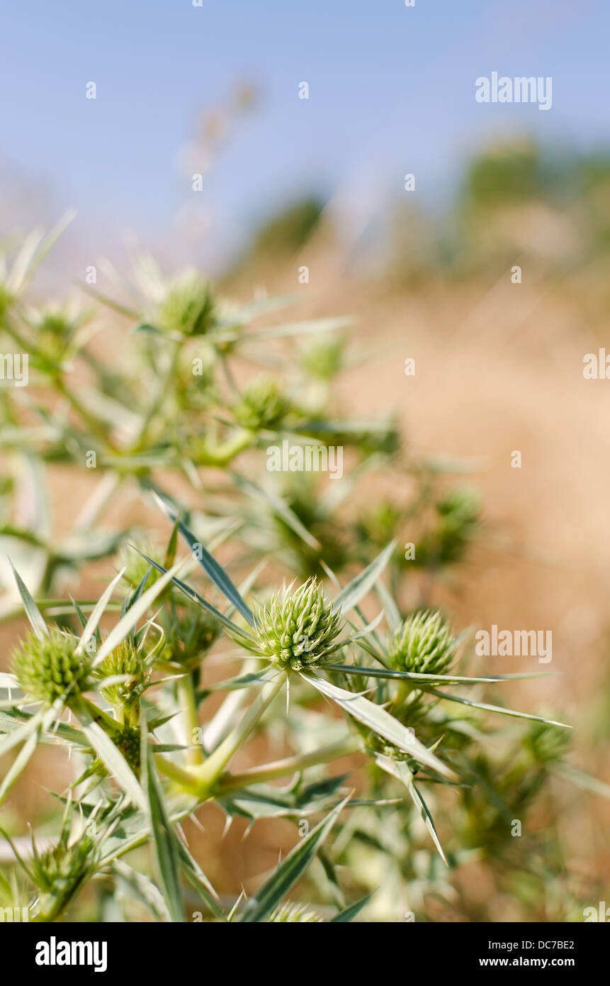 green thistle in a field of wheat, selective focus Stock Photo