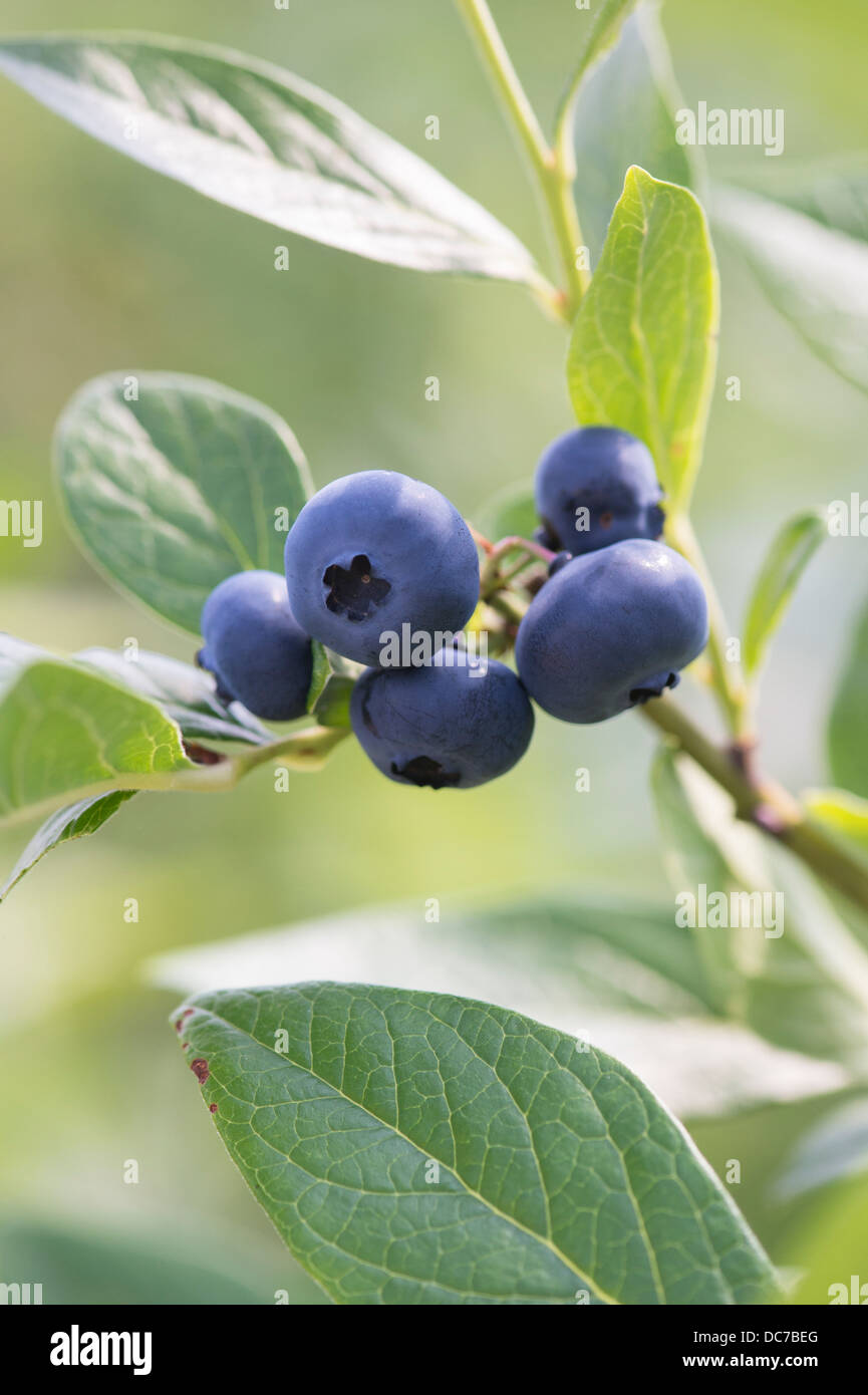 Vaccinium corymbosum. Blueberry Triumph fruit on a bush Stock Photo