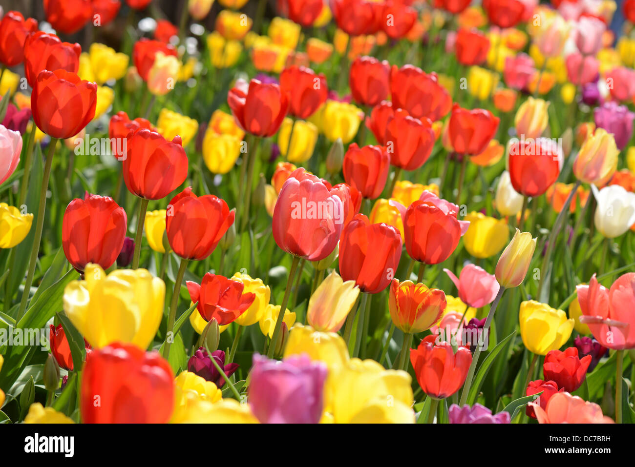 Tulip Garden in Spring Stock Photo - Alamy