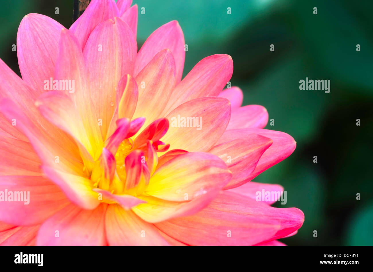 Golden flowers planted in the Botanic Garden Stock Photo Alamy