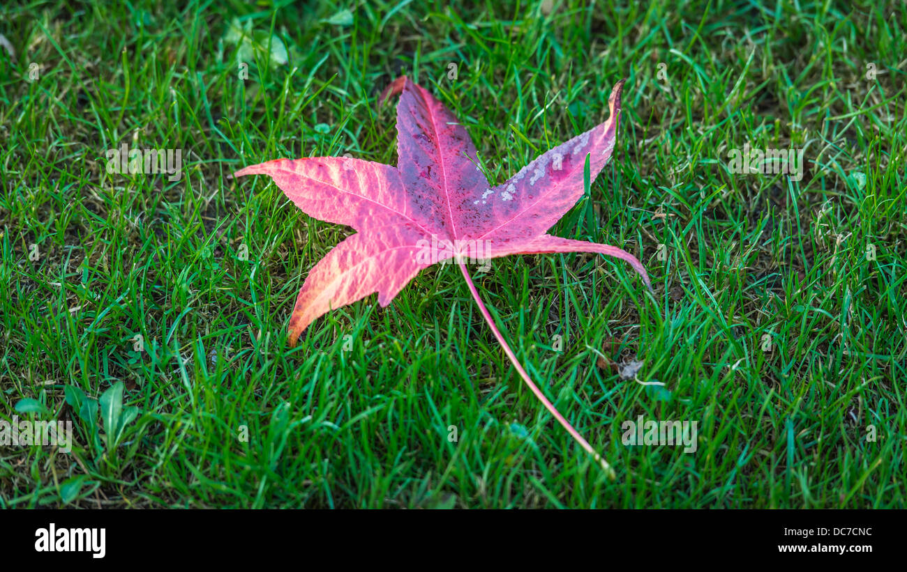 Maple Leaf on Green Grass Stock Photo - Alamy