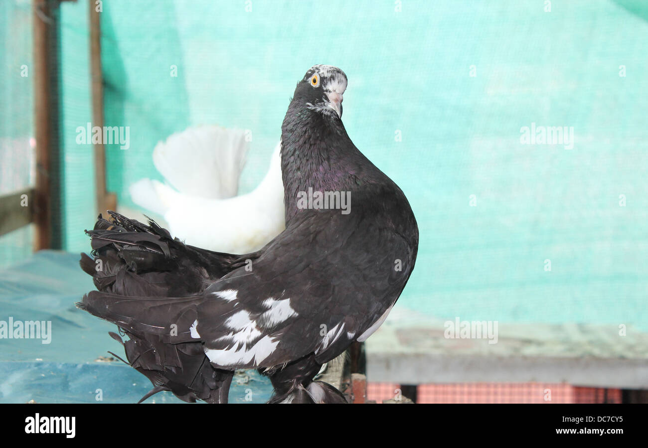 A Black Fantail Pigeon Stock Photo Alamy