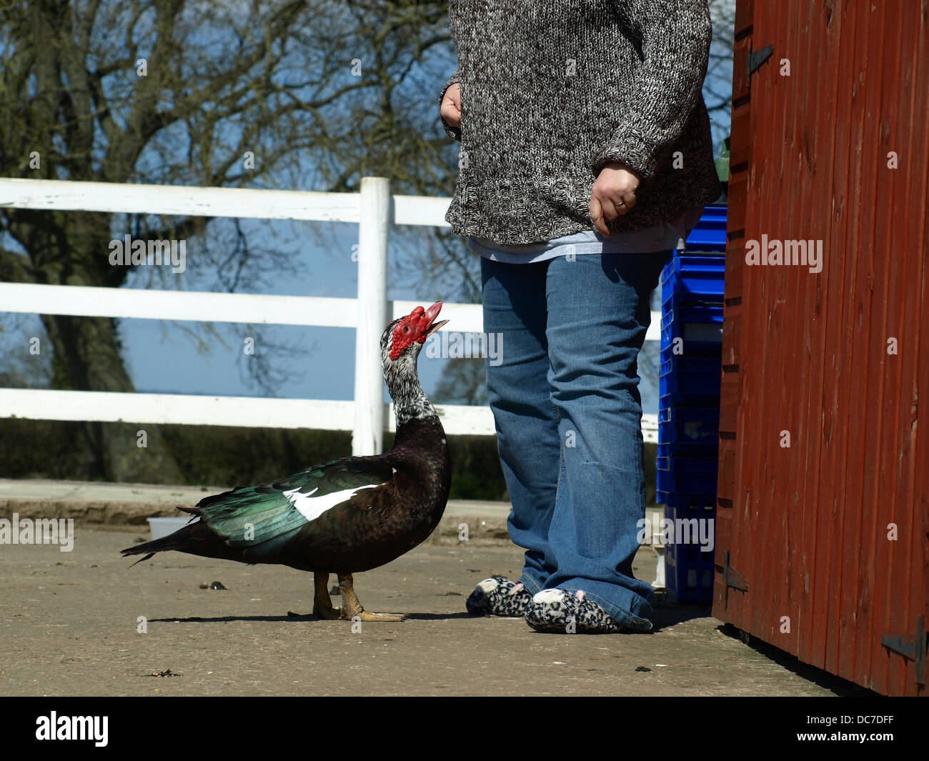 Woman duck hi-res stock photography and images - Alamy