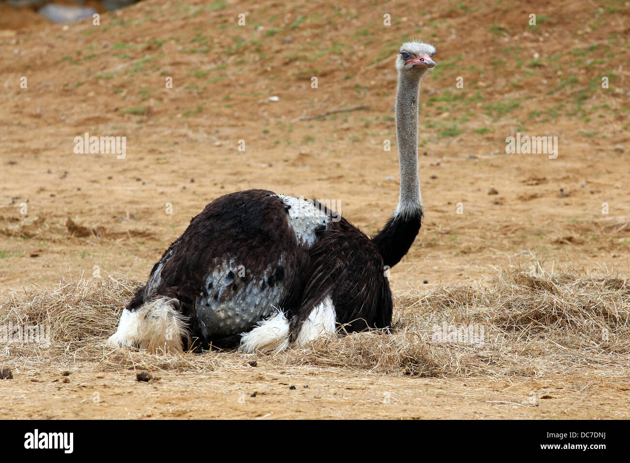 An ostrich in it's enclosure at Colchester Zoo, Essex Stock Photo Alamy