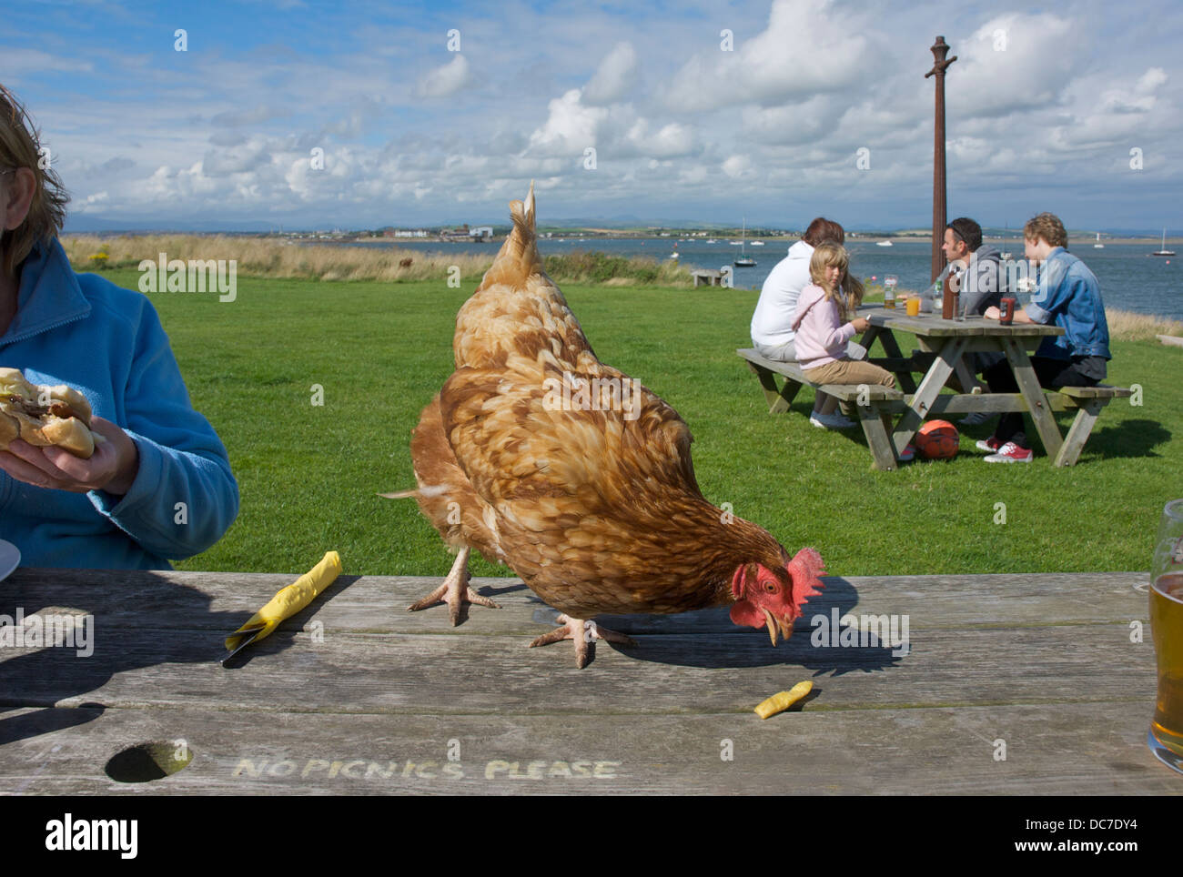 A cheeky chicken makes off with a chip, Piel Island, South Lakeland, Cumbria, England UK Stock Photo