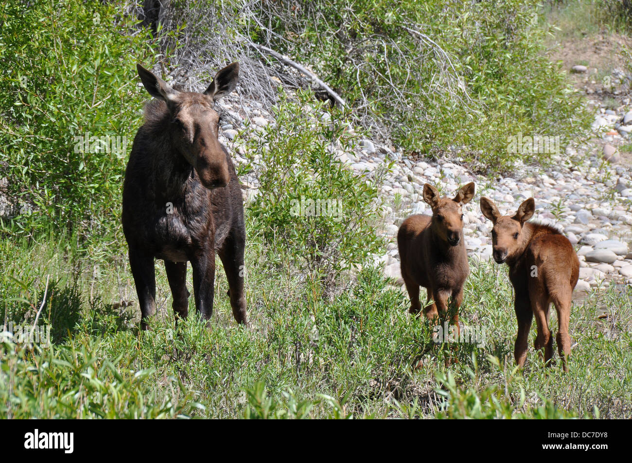Female moose with calfs Stock Photo
