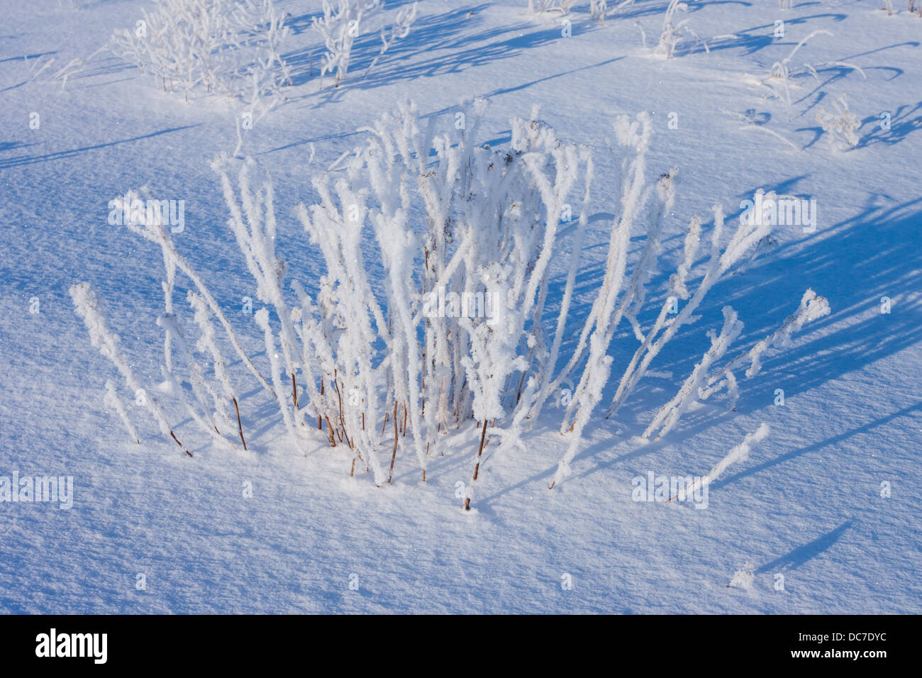 Grass covered with hoarfrost hi-res stock photography and images - Alamy