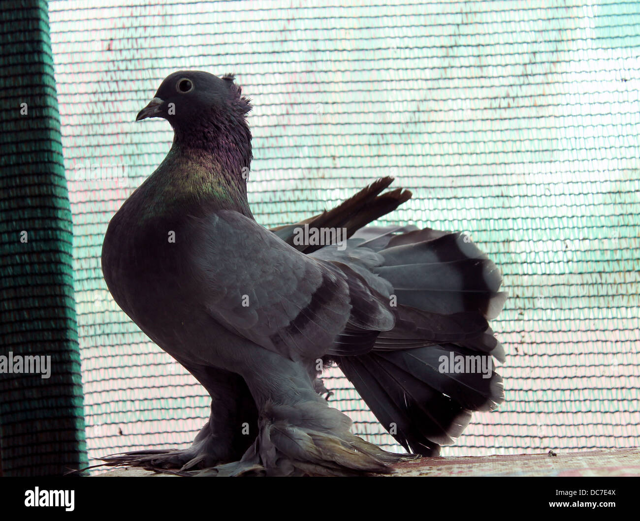 A fan tail pigeon Stock Photo