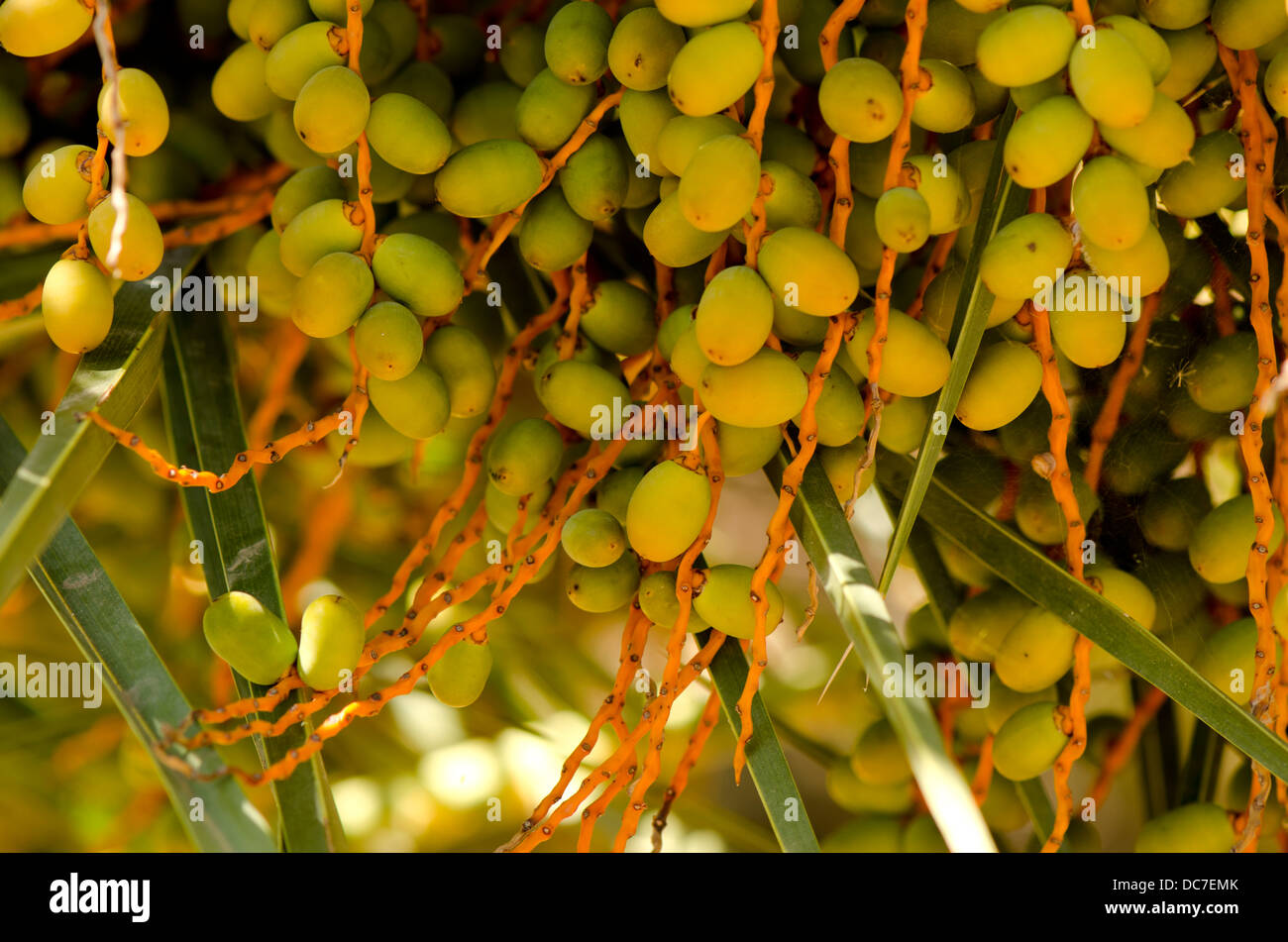 Clusters of Fruit of the Canary Island Date Palm, Phoenix canariensis