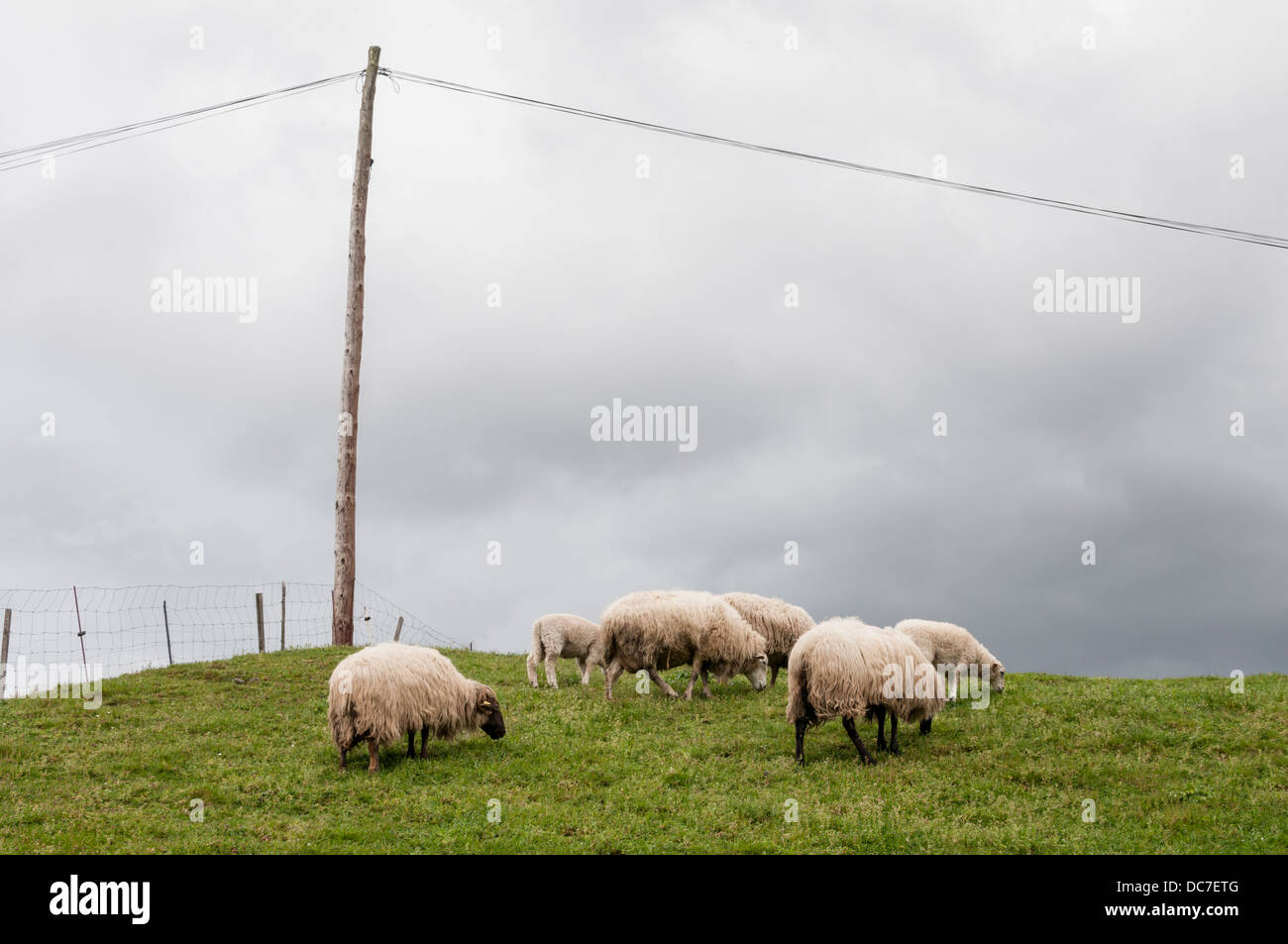 Sheeps in Vega De Pas Stock Photo
