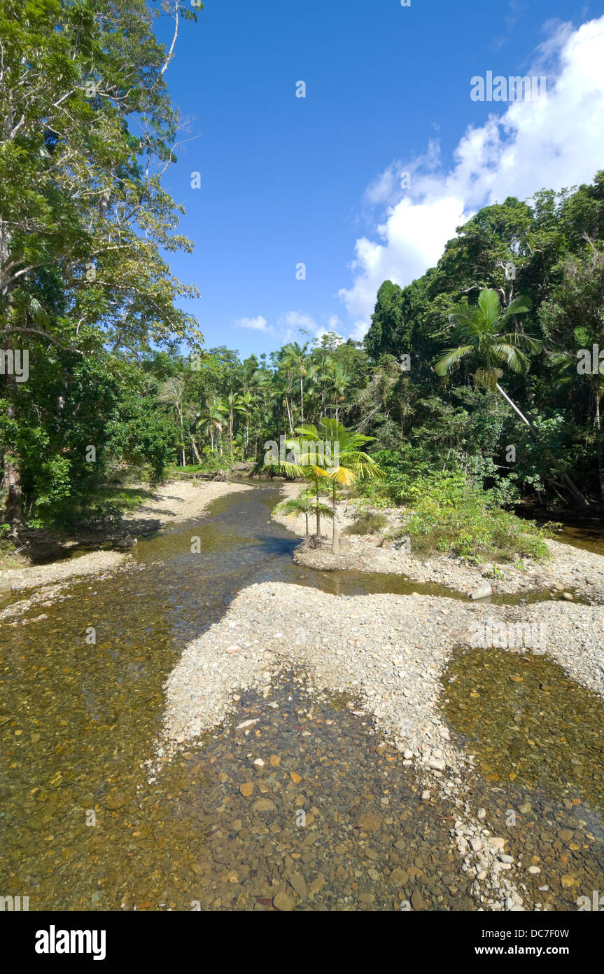 Creek - Daintree National Park - Northern Queensland - Australia Stock Photo