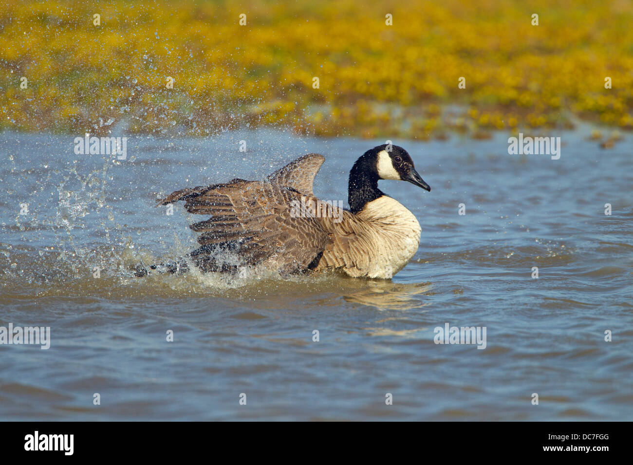 Canada Goose Branta canadensis bathing Stock Photo