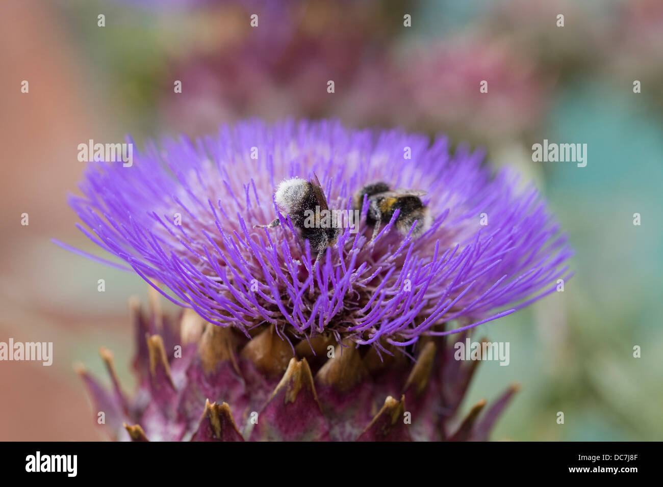 Cynara cardunculus Thistle with Bees collecting and covered in Pollen Stock Photo