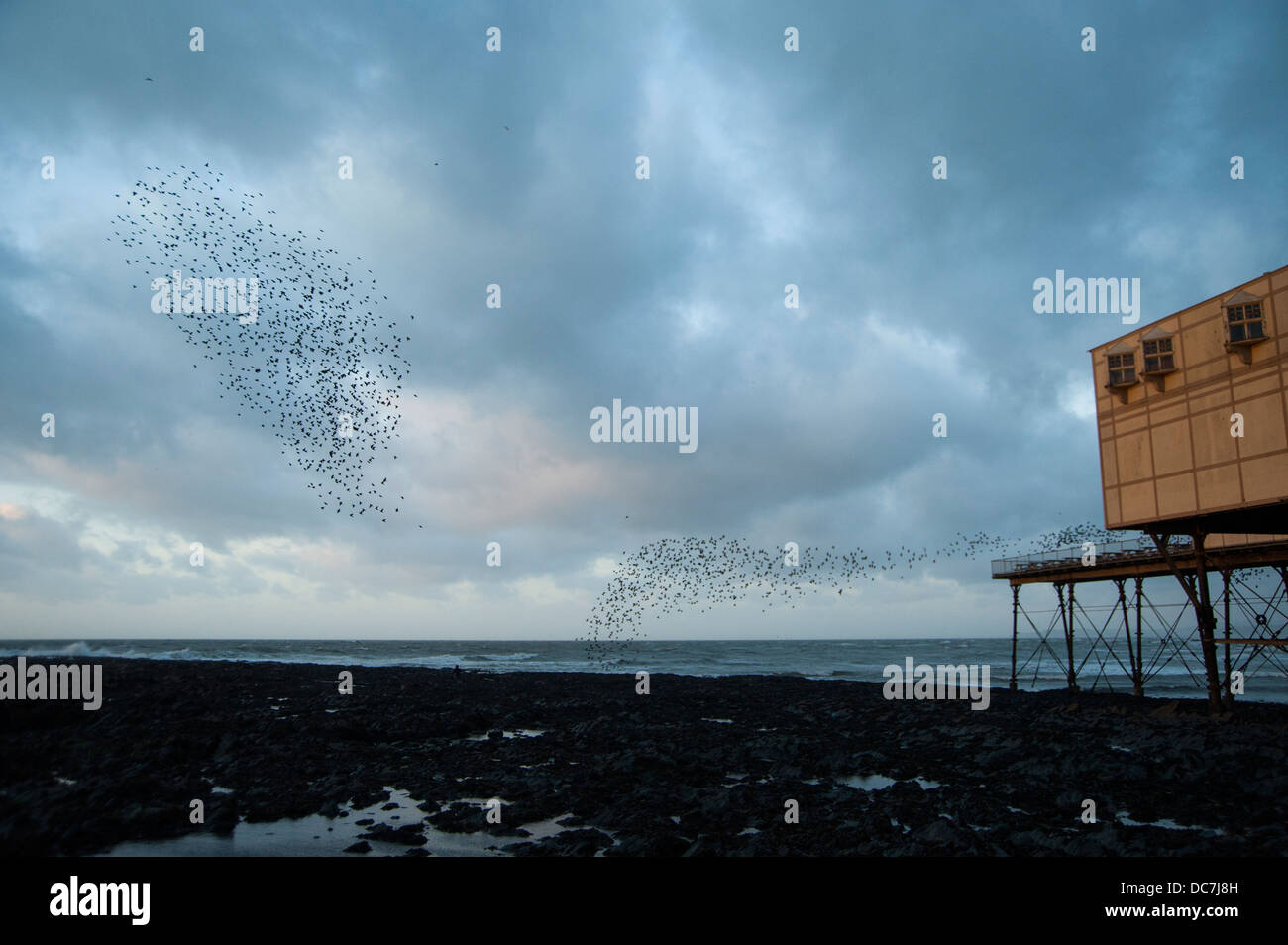 Starlings [Sternus vulgaris] gather for their mass annual autumn / winter roost at Aberystwyth. Stock Photo