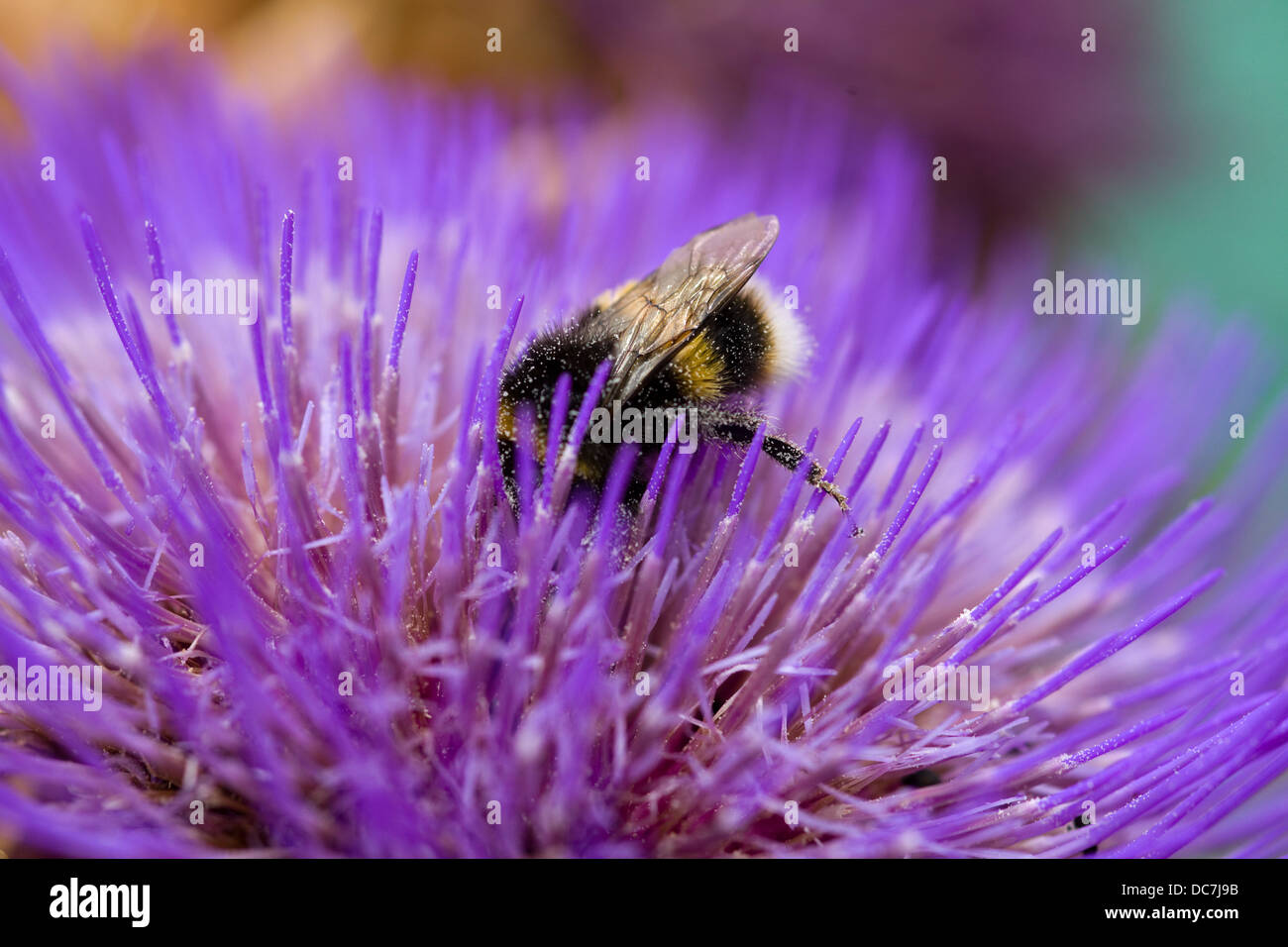 Pollen covered bumble bee feeding hi-res stock photography and images ...