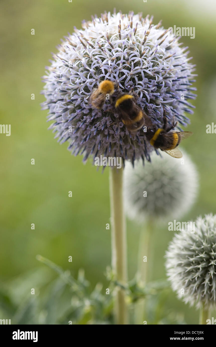 Bumble Bees on Echinops bannaticus 'Taplow Blue' flowers Stock Photo