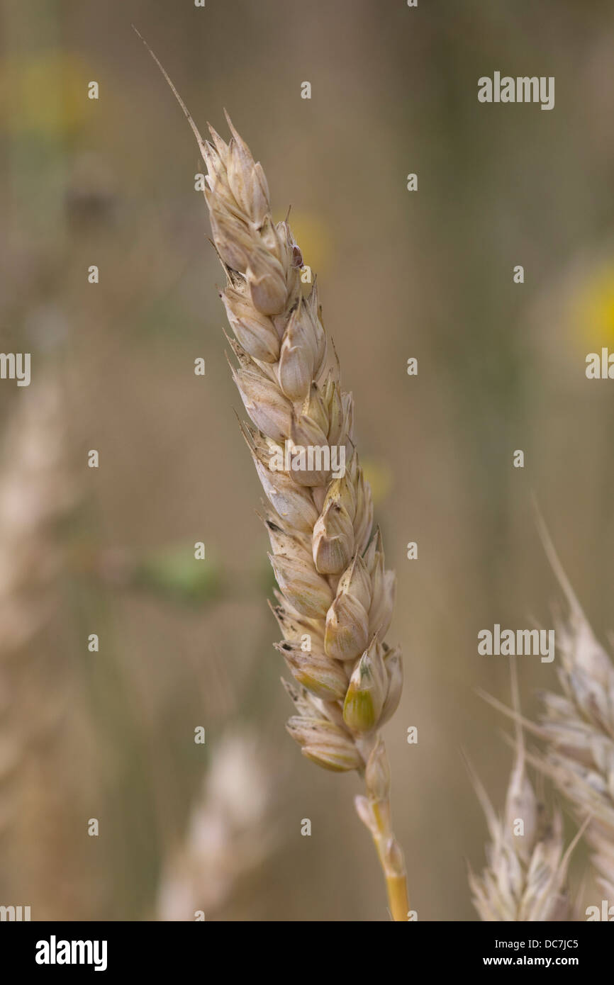 Common wheat Triticum aestivum Growing Stock Photo