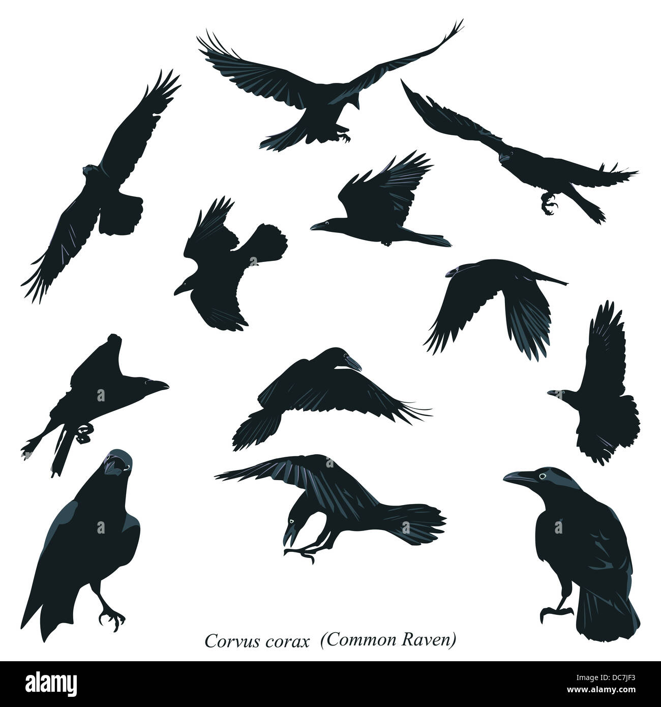 Raven Cut Out Stock Images & Pictures - Alamy