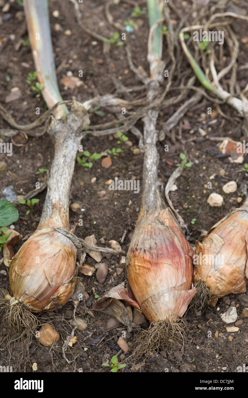 Shallots Drying in soil Allium cepa var aggregatum Stock Photo Alamy