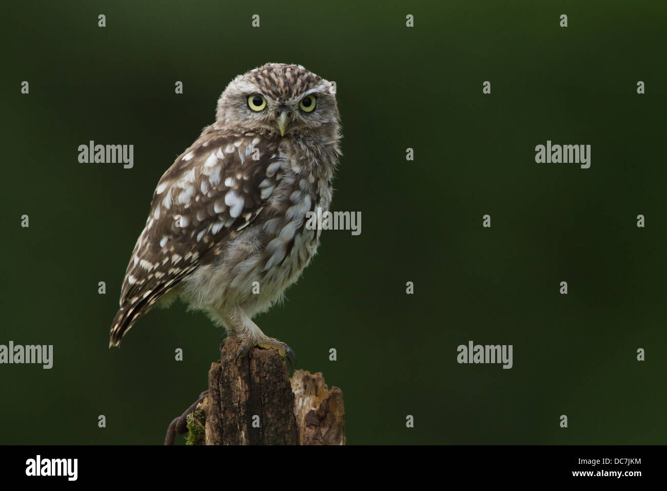 Portrait of a Little Owl perched on a post on farmland in Worcestershire. Stock Photo