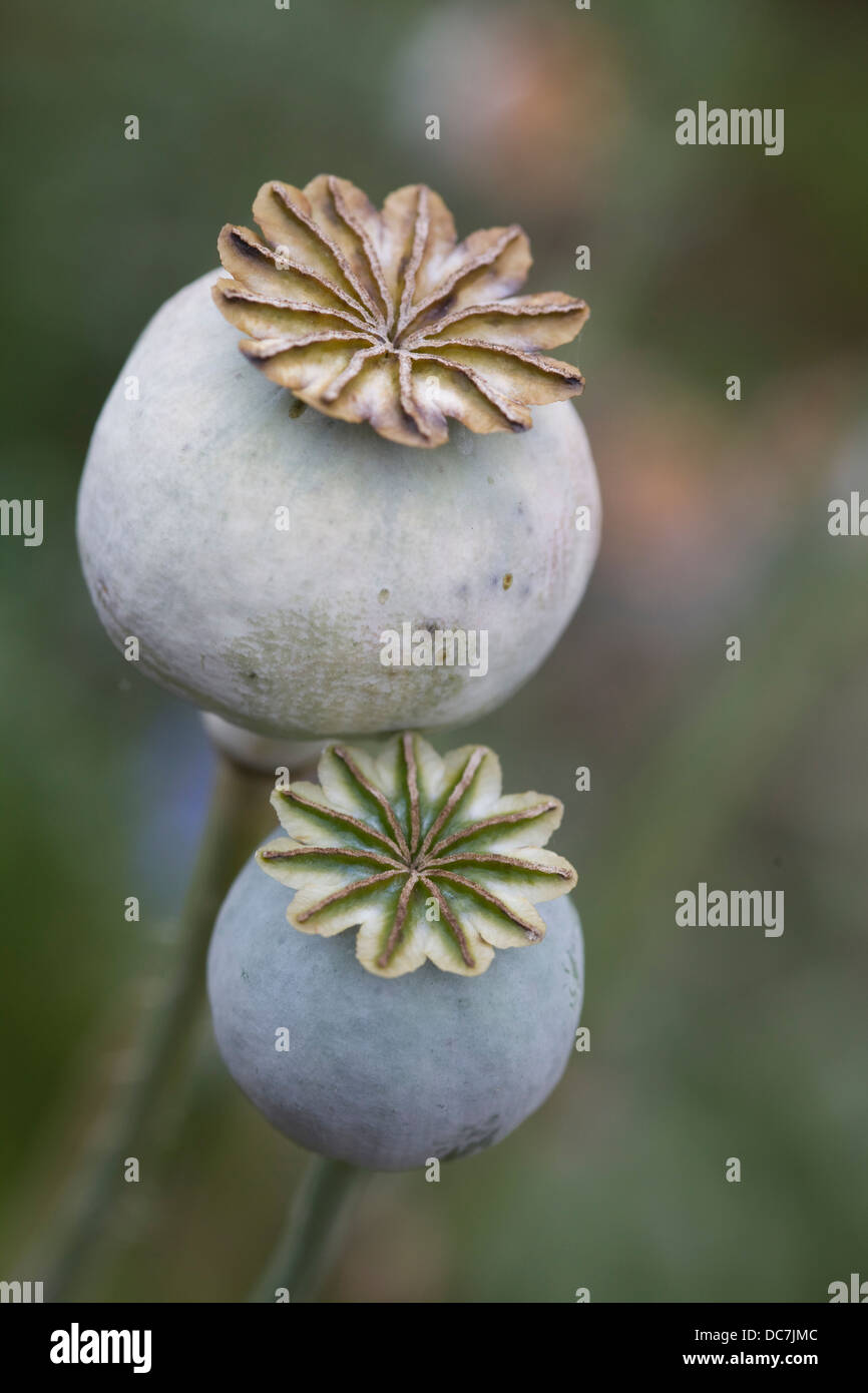 Drying poppy seed pods the source of ripe poppy seeds Growing Stock