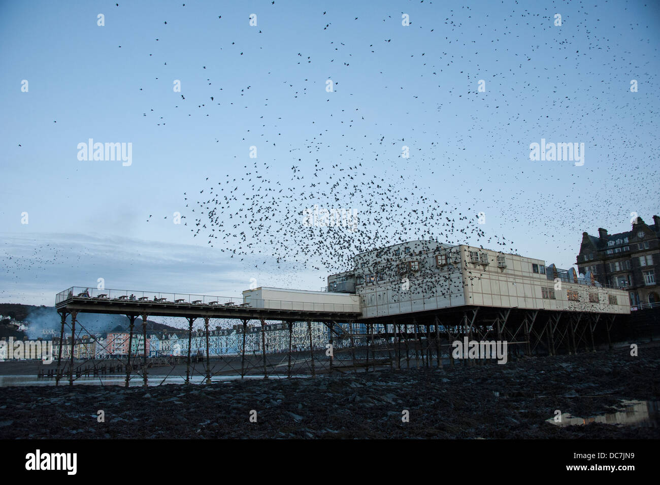 Starlings [Sternus vulgaris] gather for their mass annual autumn / winter roost at Aberystwyth. Stock Photo