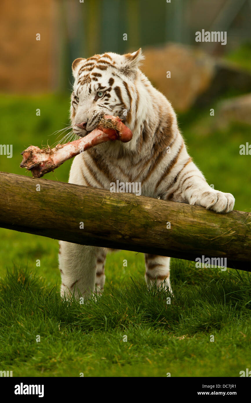 White Tiger Eating Meat
