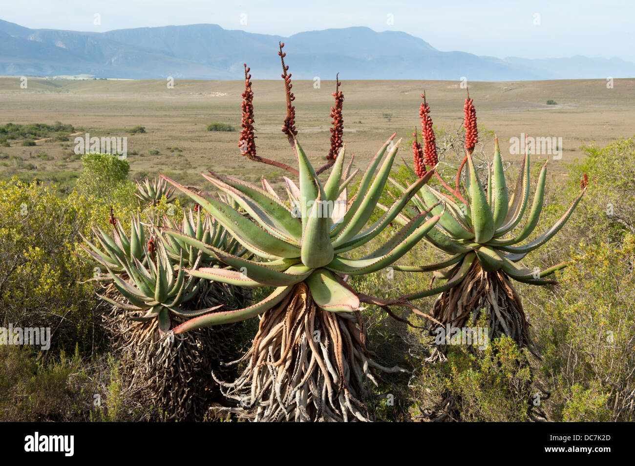 Aloe at the base of the Langeberg Mountains, Bontebok National Park, South Africa Stock Photo