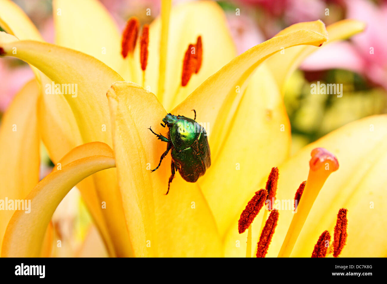 Bronze orange bug hi-res stock photography and images - Alamy
