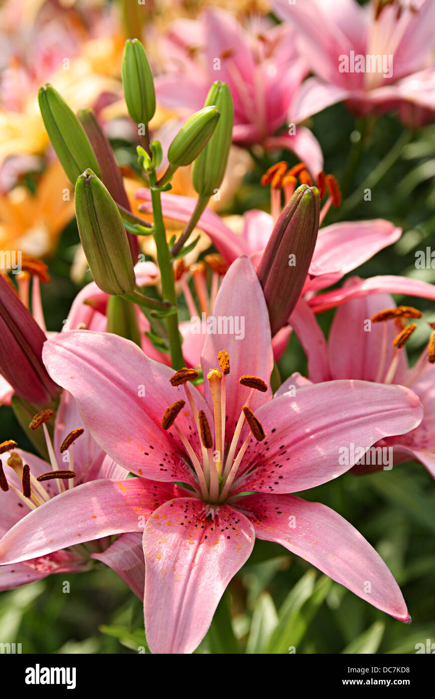 Grand pink lily on a flowerbed Stock Photo