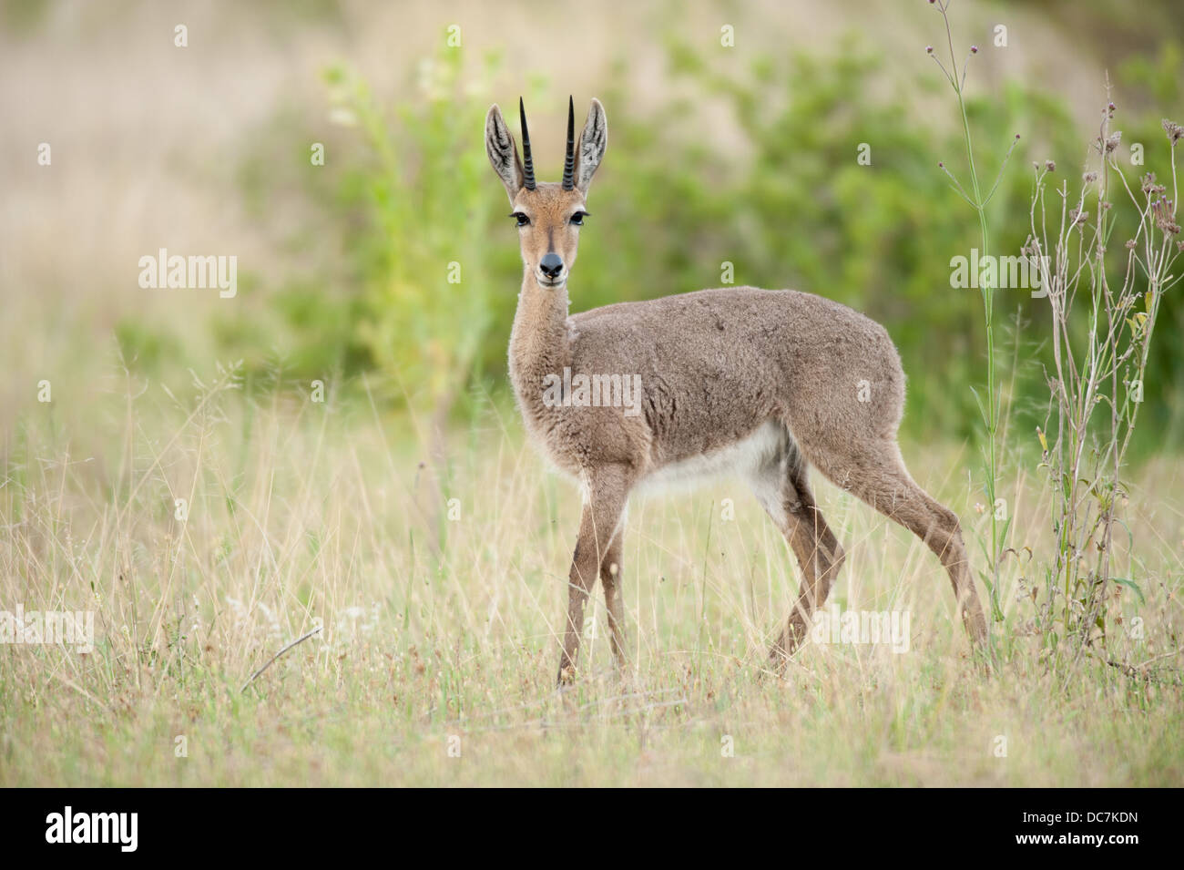 Grey rhebok hi-res stock photography and images - Alamy