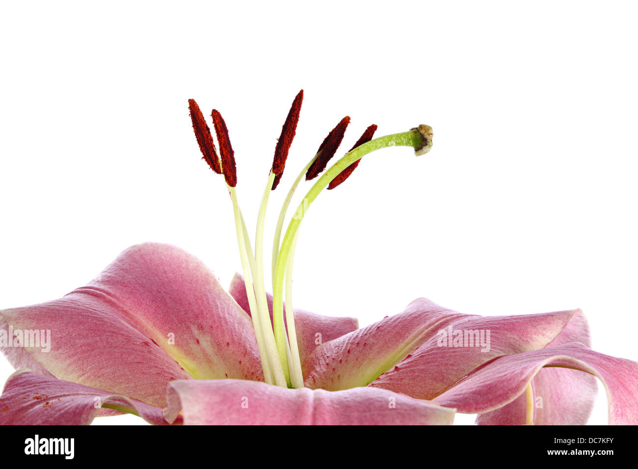 Close-up of pink flower of lily isolated on white Stock Photo