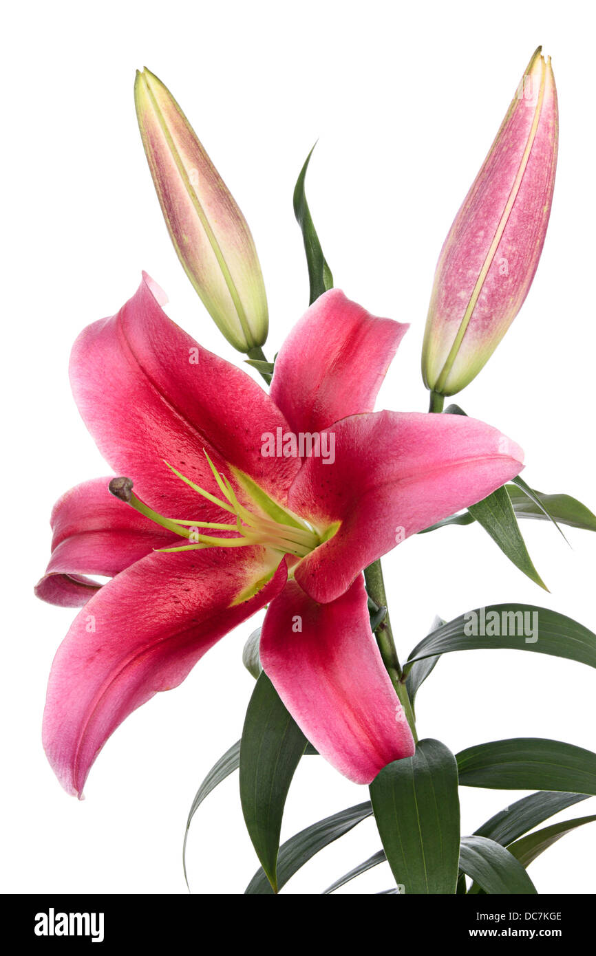 Beautiful big pink lily isolated on a white background Stock Photo