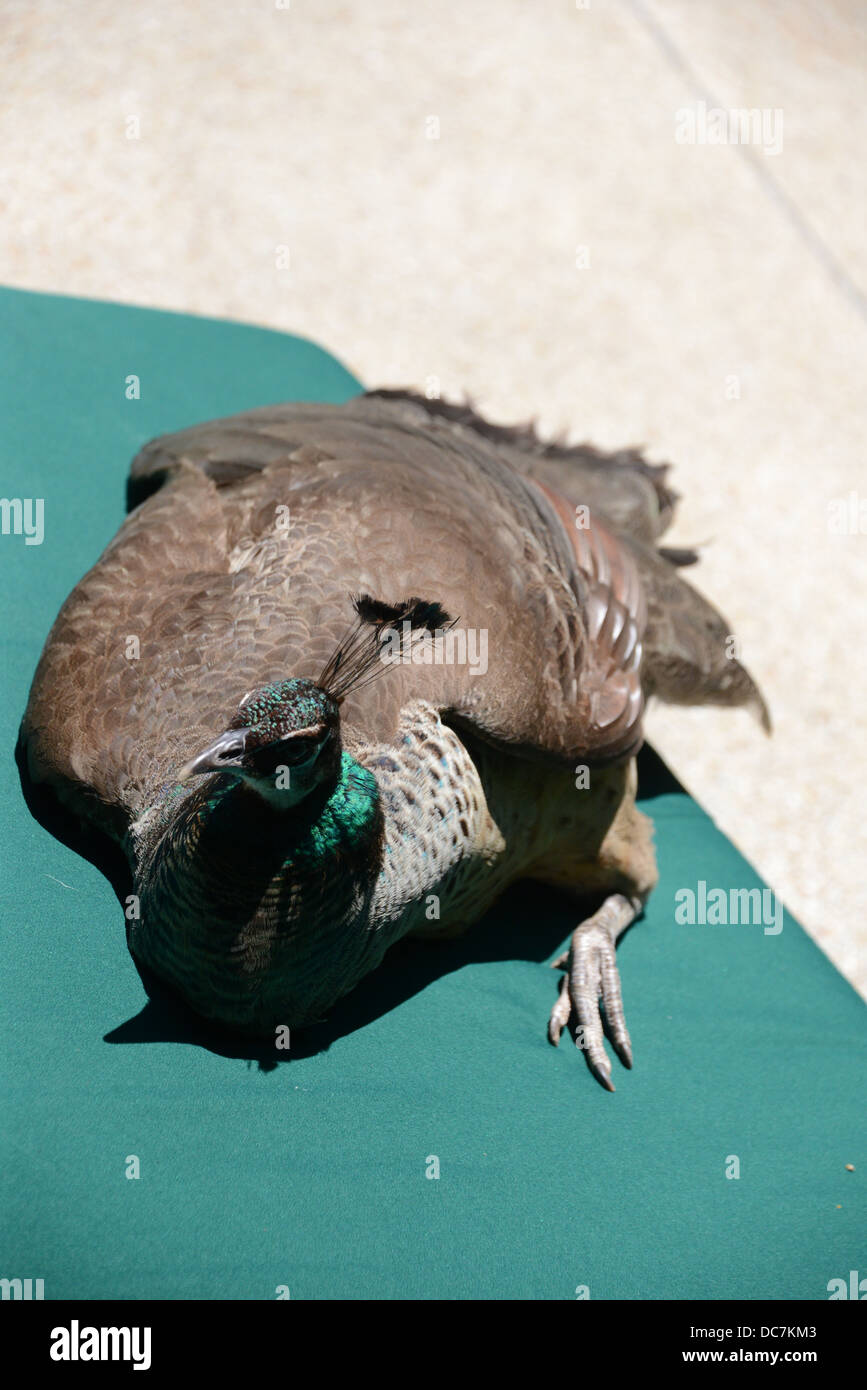 Peacock on sunbed by the pool in Bangkok Stock Photo - Alamy