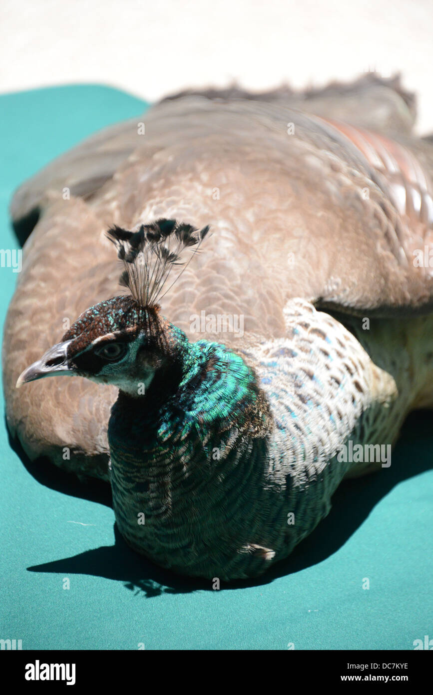 Peacock on sunbed by the pool in Bangkok Stock Photo - Alamy